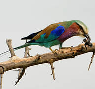 Lilac-breasted Roller