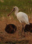 African Spoonbill