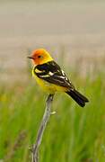 Western Tanager