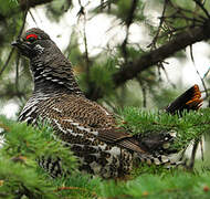 Spruce Grouse