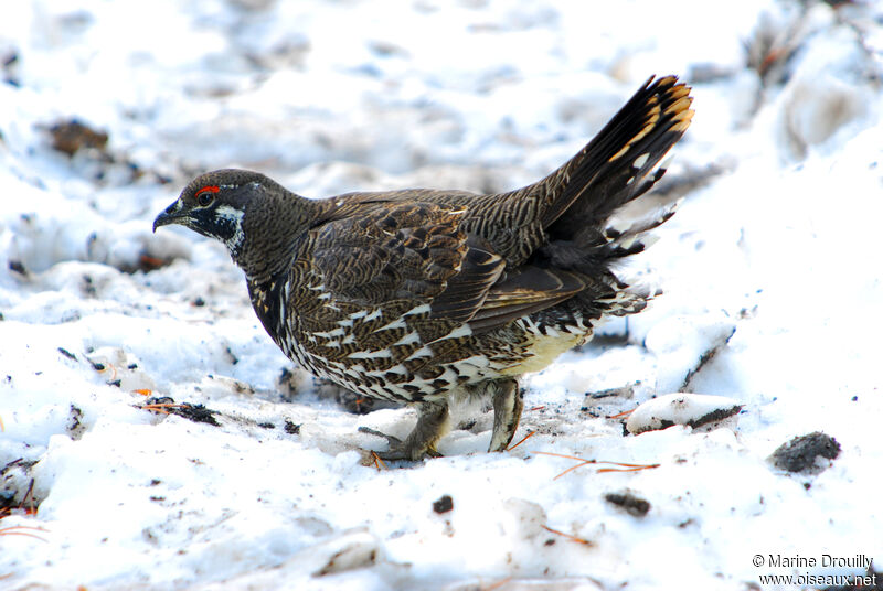 Spruce Grouse male adult, identification