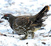 Spruce Grouse