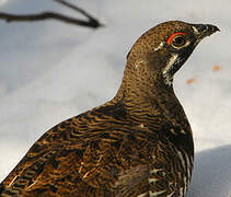 Spruce Grouse