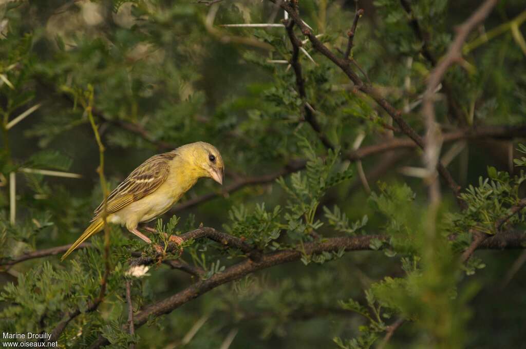 Southern Masked WeaverFirst year, identification