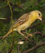 Southern Masked Weaver