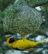 Southern Masked Weaver