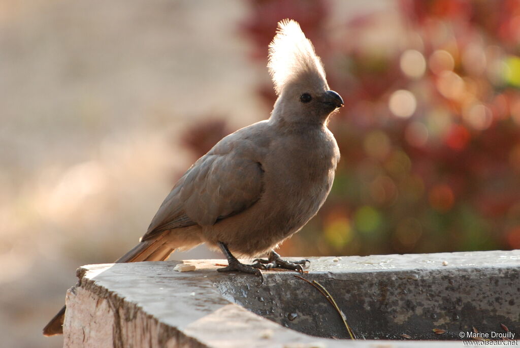 Touraco concoloreadulte, identification