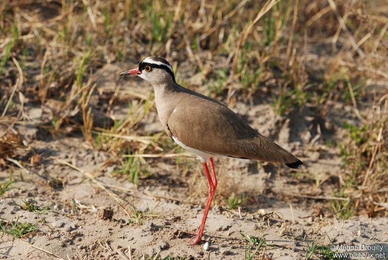 Crowned Lapwing, identification