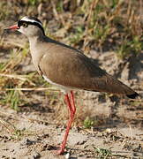 Crowned Lapwing