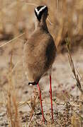 Crowned Lapwing