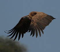 White-backed Vulture