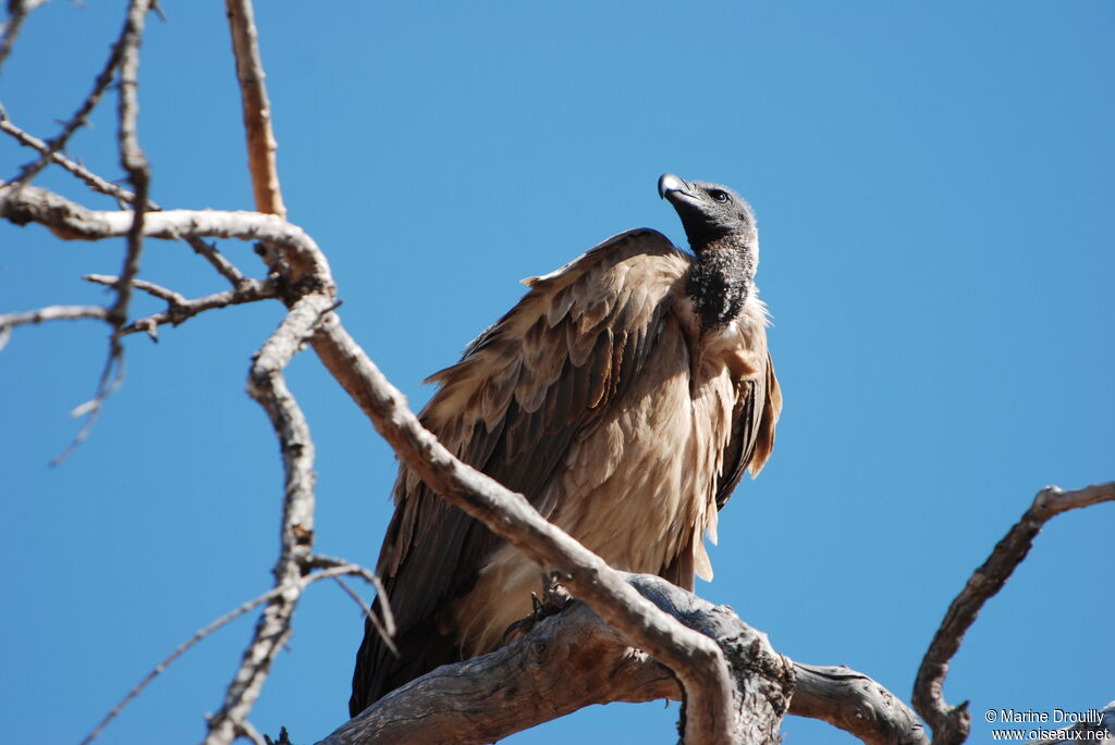 Vautour africainadulte, identification