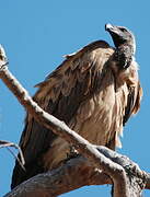 White-backed Vulture