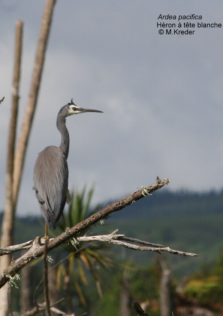 White-faced Heron