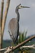 Aigrette à face blanche