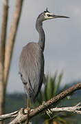 White-faced Heron