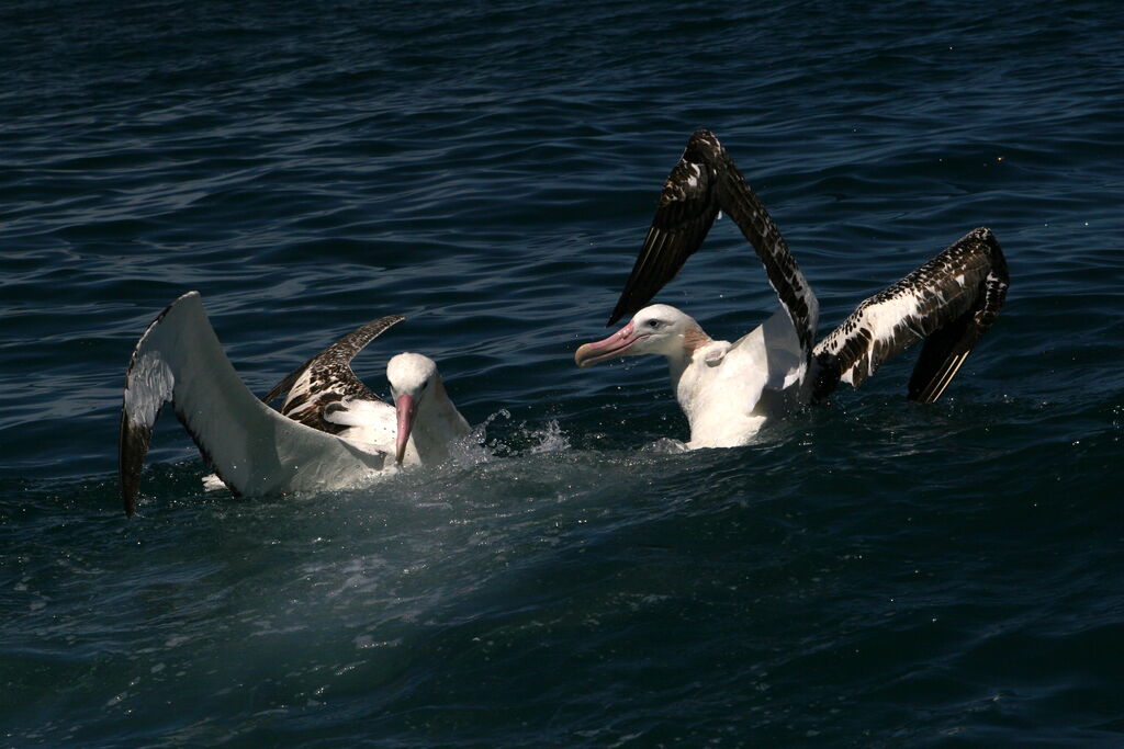 Snowy Albatross