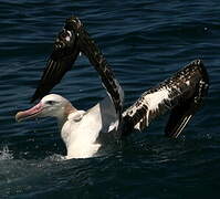 Snowy Albatross