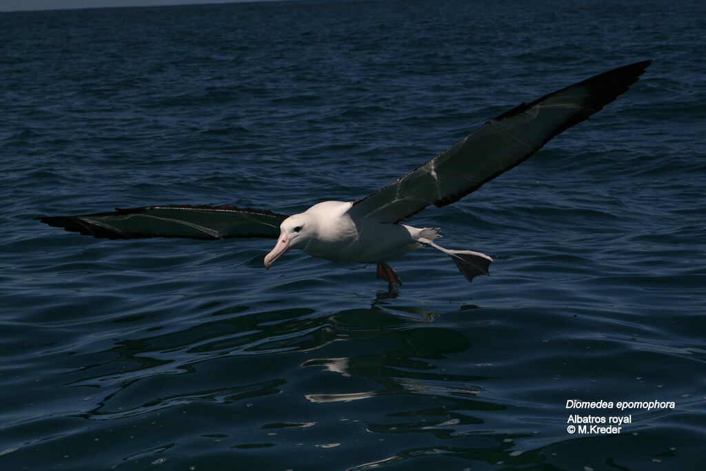 Southern Royal Albatross