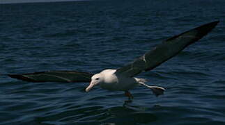 Southern Royal Albatross