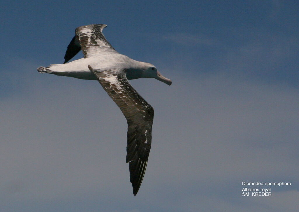 Southern Royal Albatross