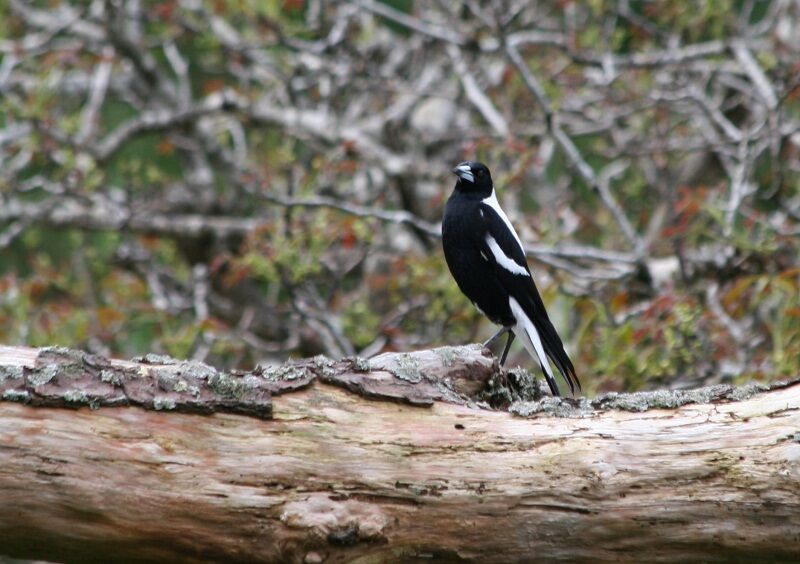 Australian Magpie