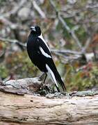 Australian Magpie