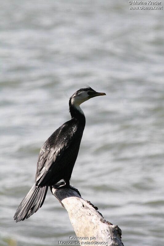 Little Pied Cormorant