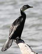 Little Pied Cormorant