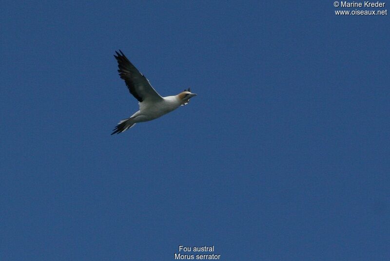 Australasian Gannet