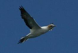 Australasian Gannet