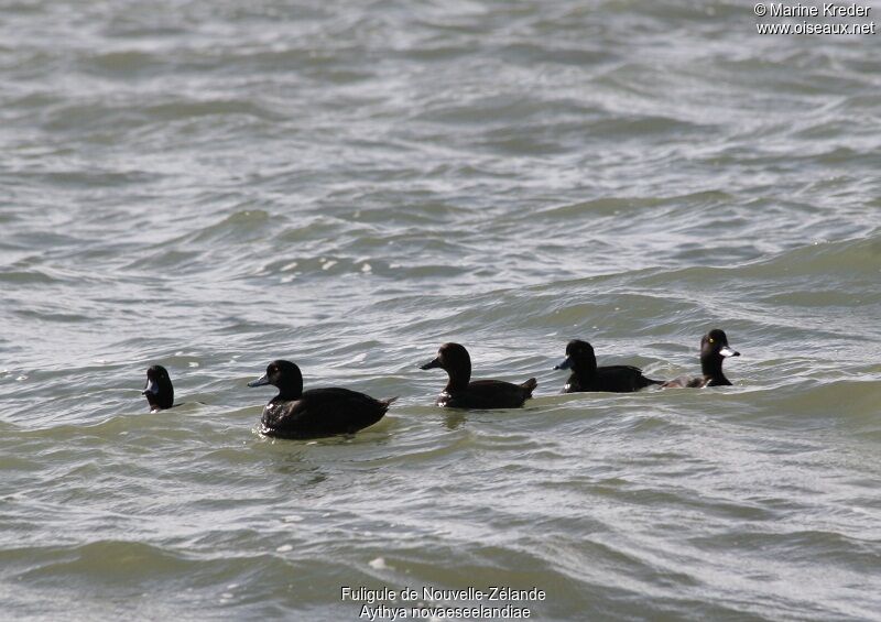 New Zealand Scaup