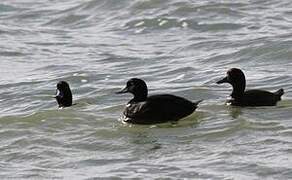 New Zealand Scaup