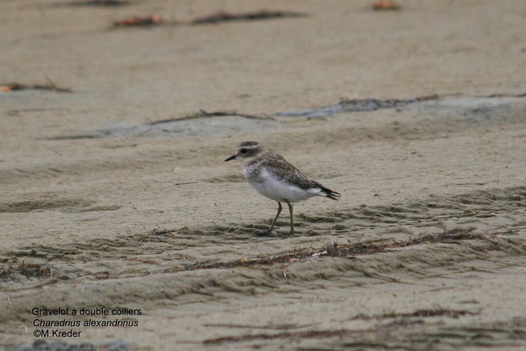 Double-banded Plover