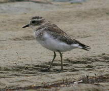 Double-banded Plover