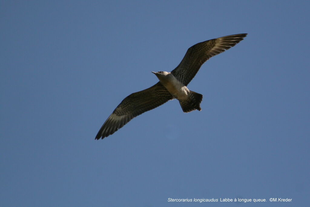 Long-tailed Jaeger