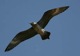 Long-tailed Jaeger