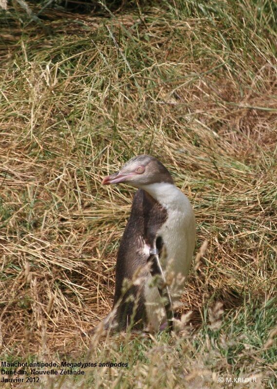 Yellow-eyed Penguinimmature