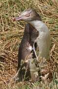 Yellow-eyed Penguin