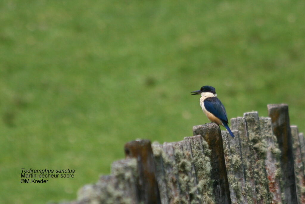 Sacred Kingfisher