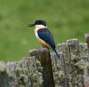 Sacred Kingfisher