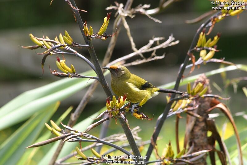 New Zealand Bellbird