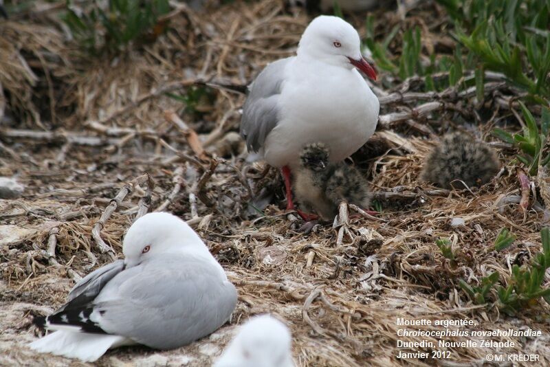 Silver Gull