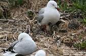 Mouette argentée