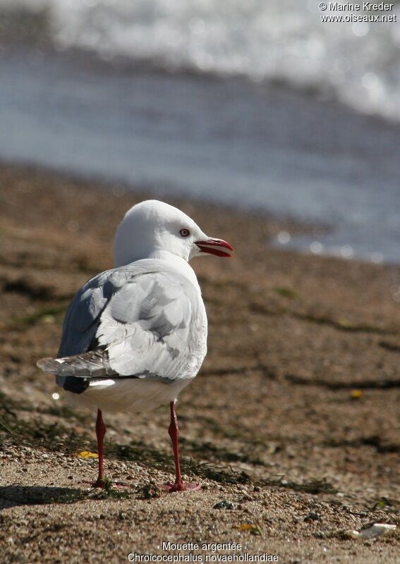 Silver Gull