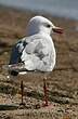 Mouette argentée