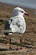 Silver Gull