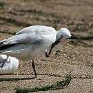 Mouette de Buller