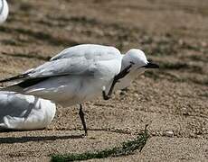 Mouette de Buller