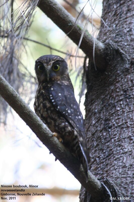 Morepork